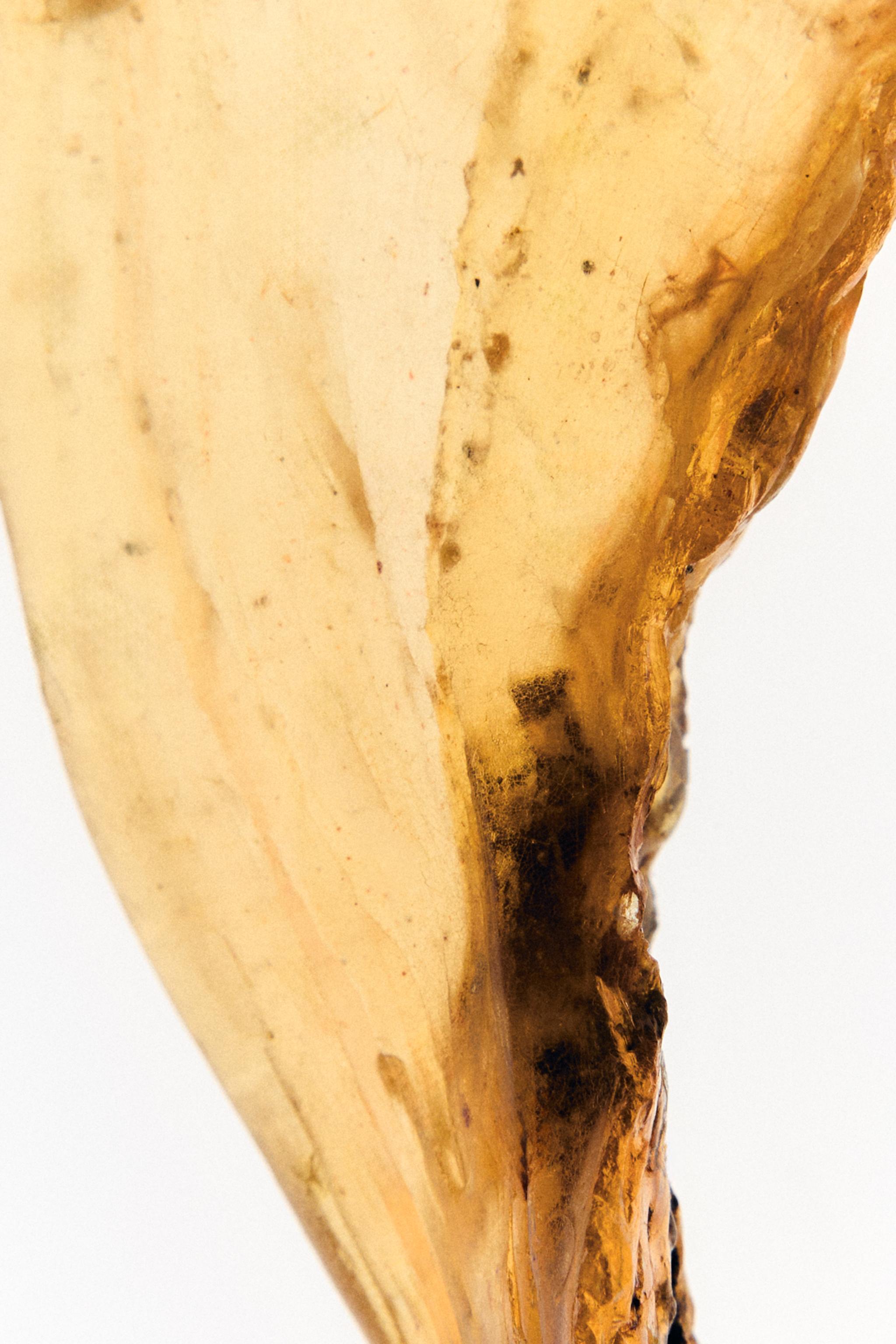 VIBRANT CARAMEL EDP 30 ML (1.01 FL. OZ).